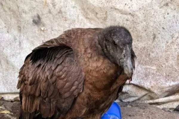 Tucumán: rescatan a un cóndor que no podía volar