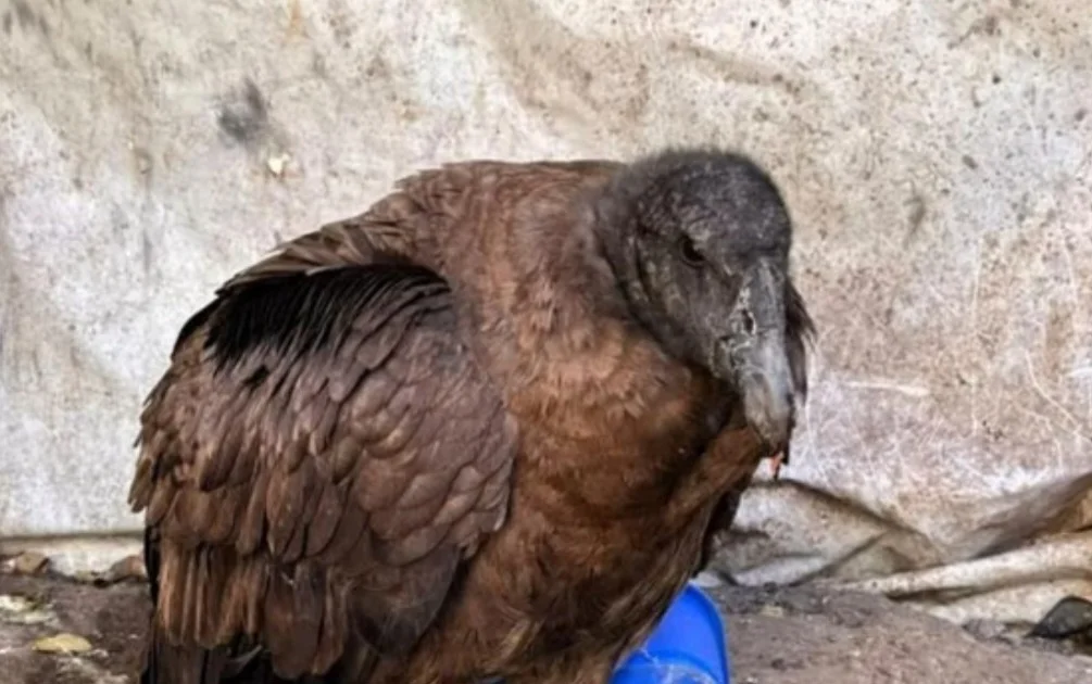 Tucumán: rescatan a un cóndor que no podía volar