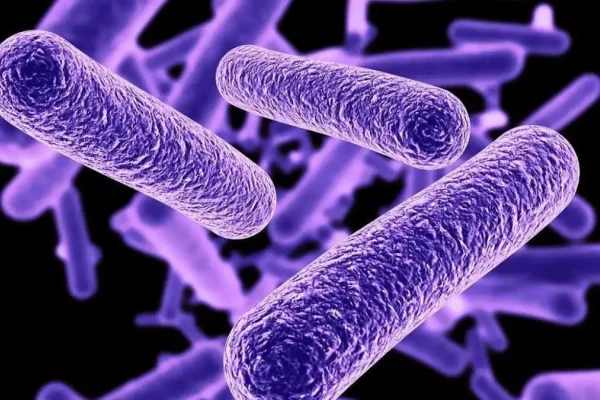 Alerta sanitaria en Nueva York por la bacteria Legionella: qué es, cómo se transmite y cuáles son los síntomas