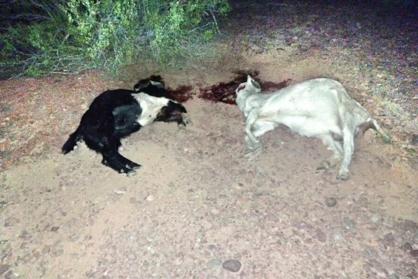 Hallan  cabras muertas a la vera de la Ruta Nacional 40