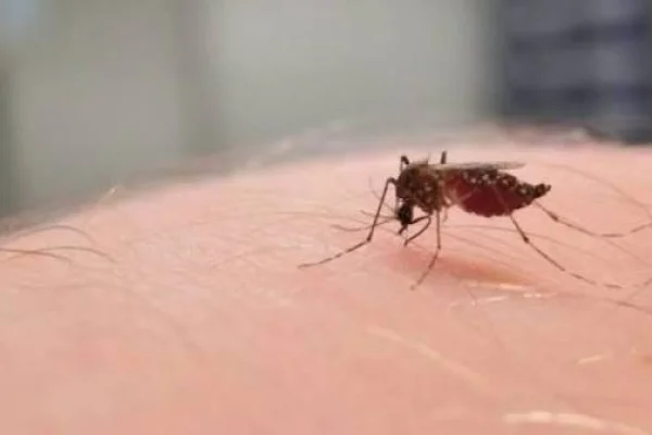 La Rioja no registró casosde Dengue ni de Chikungunya