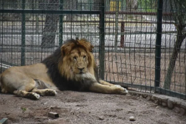 Confirman que leones dejarán el ex zoo municipal este año