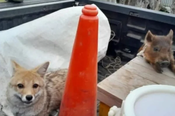 Rescataron a un zorro y a un cachorro de jabalí que vivían atados en una casa en Corrientes
